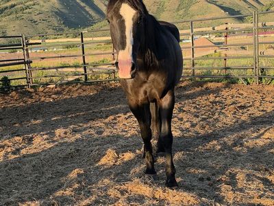 Registered mare