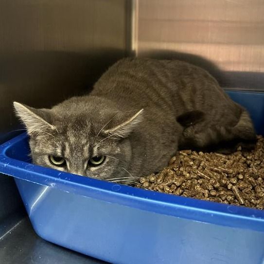 Hello my name is Dolce