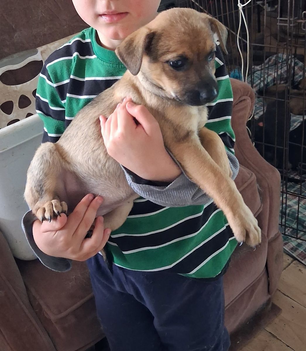 Puppies for sale