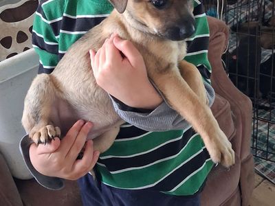 Puppies for sale