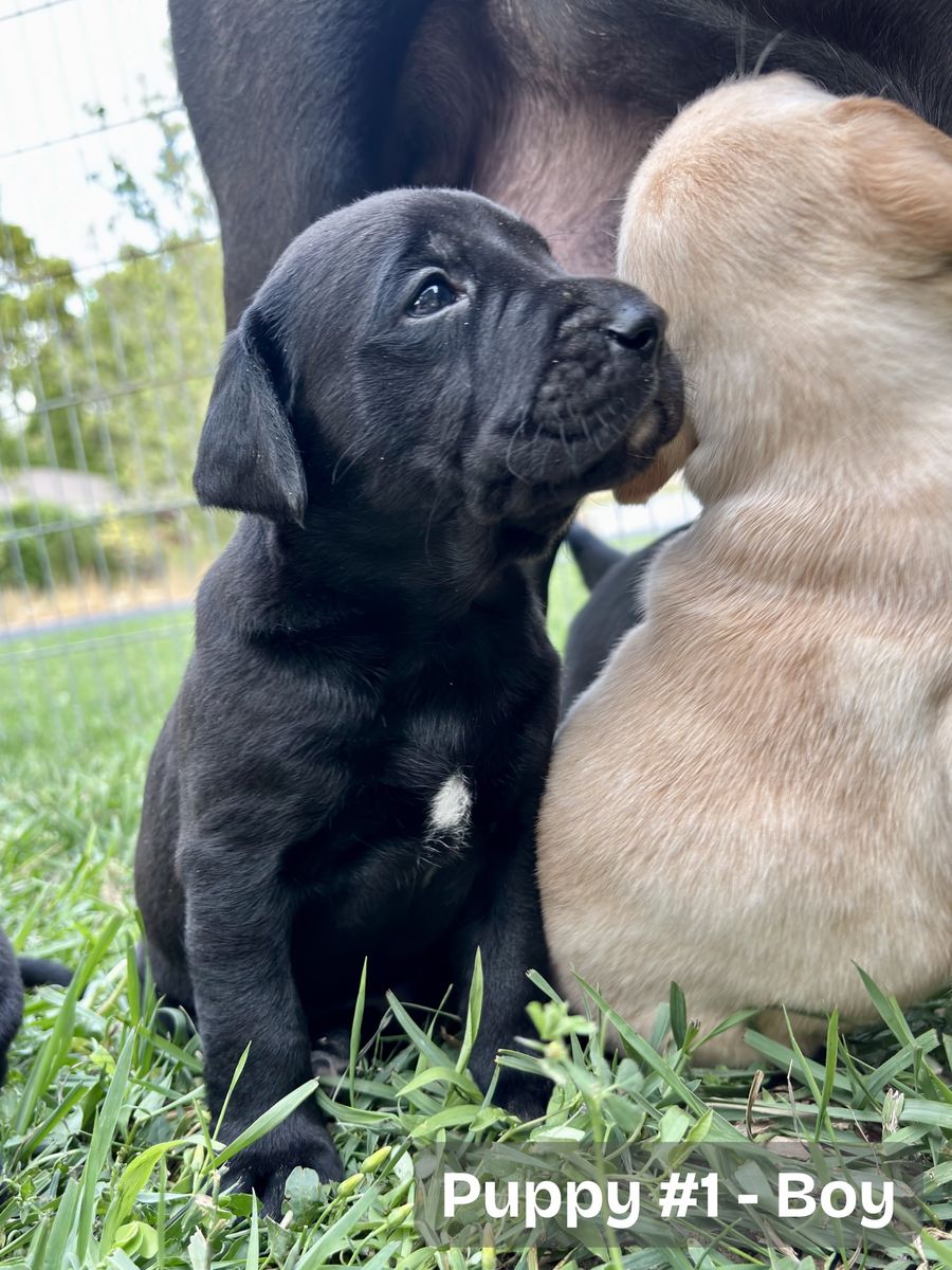 Bulladore Puppies (Olde English Bulldog × Labrador Retriever)!