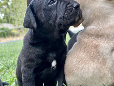 Bulladore Puppies (Olde English Bulldog × Labrador Retriever)!