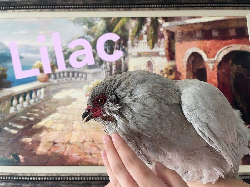 laying hens for sale