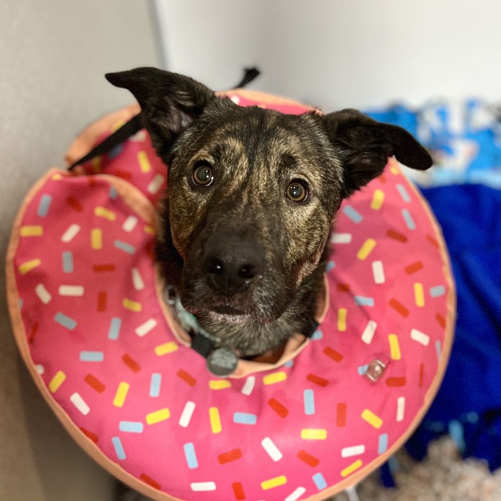 Hello my name is Atlas