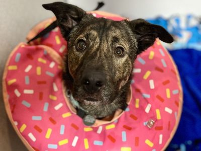 Hello my name is Atlas