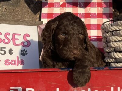 Labradoodle Puppies