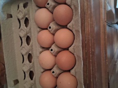 Fresh farm eggs