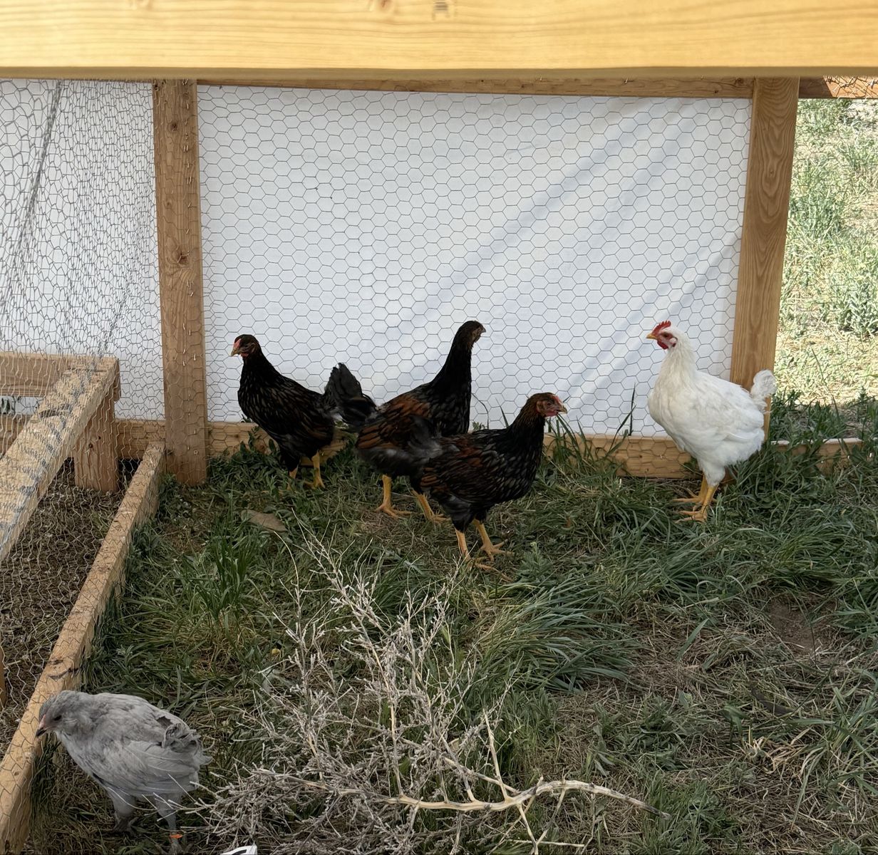 Lavender Amerucauna Blue laced red Wyandotte