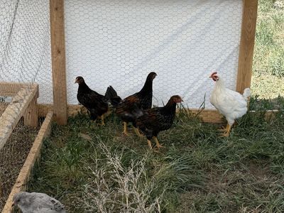 Lavender Amerucauna Blue laced red Wyandotte