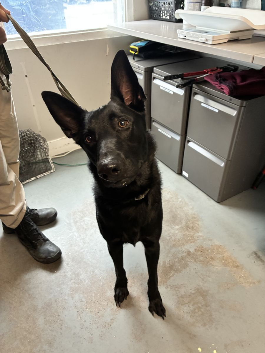 A161876 Franz is Available for Adoption!
