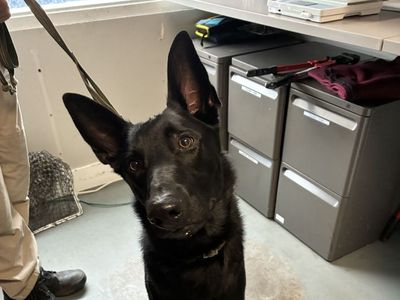 A161876 Franz is Available for Adoption!