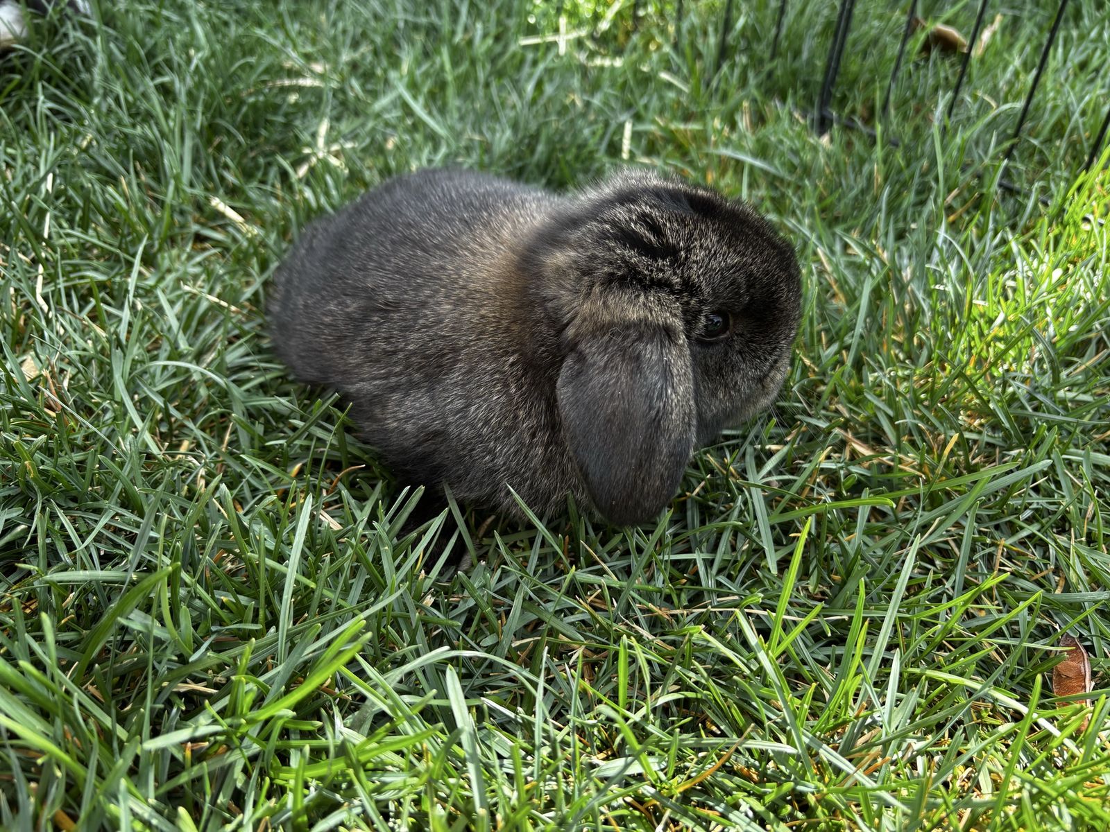 Pedigreed Male Mini Lop (5 Weeks Old)