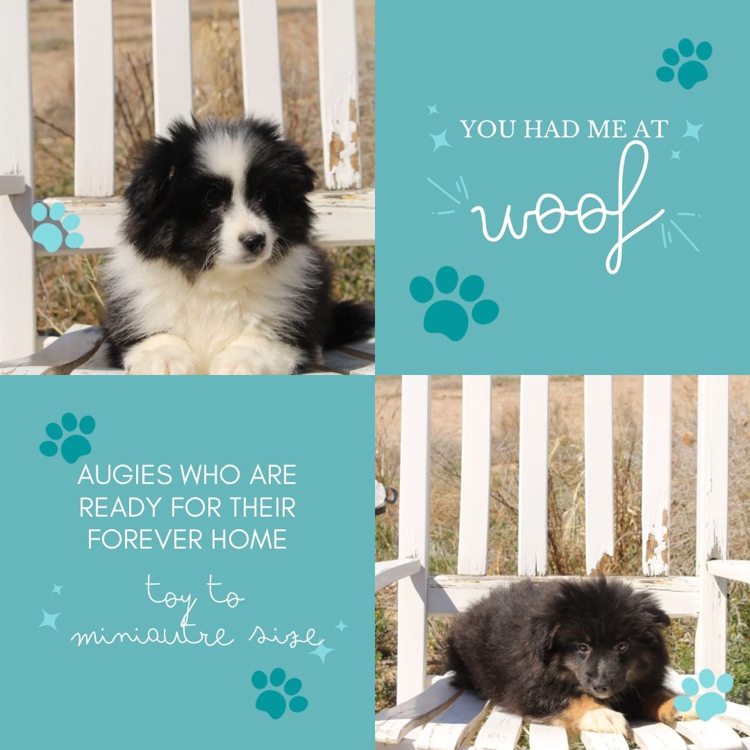 Augie puppies looking for their forever home.
