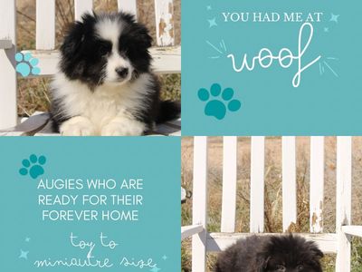Augie puppies looking for their forever home.