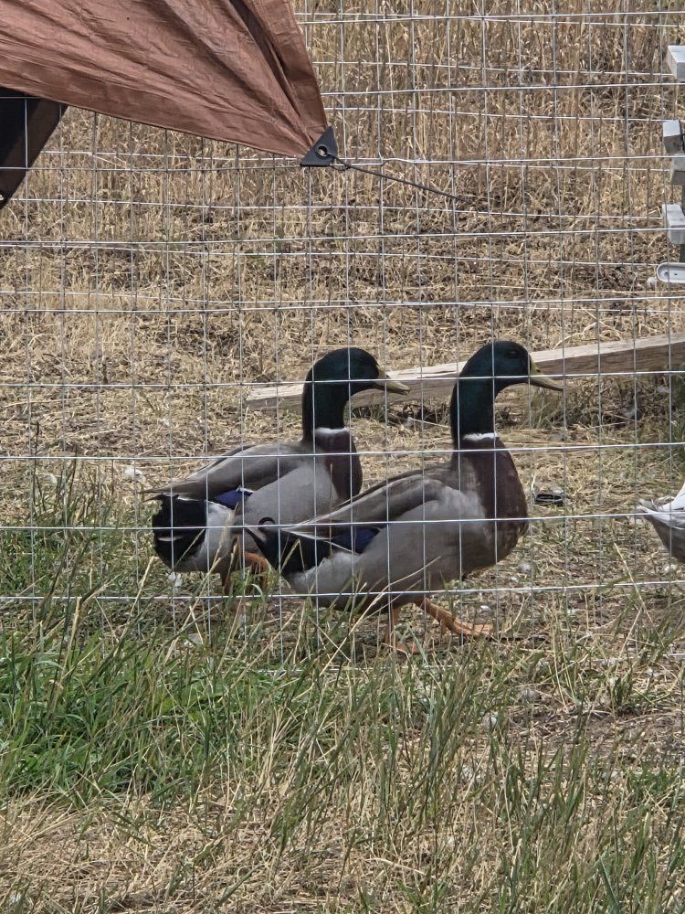 Rouen Drakes