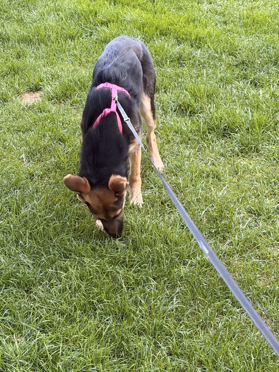 German Shepherd Puppy - Female, Black and Tan