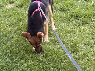 German Shepherd Puppy - Female, Black and Tan