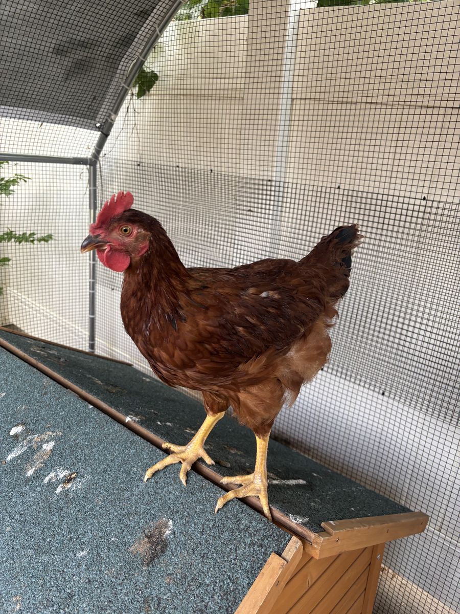 Free Young Rooster