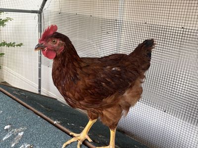 Free Young Rooster