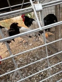 Rare breed Lakenvelder roosters hatched in February 2026
