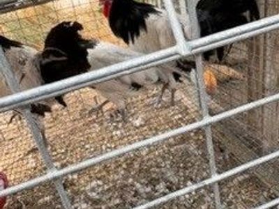 Rare breed Lakenvelder roosters hatched in February 2026