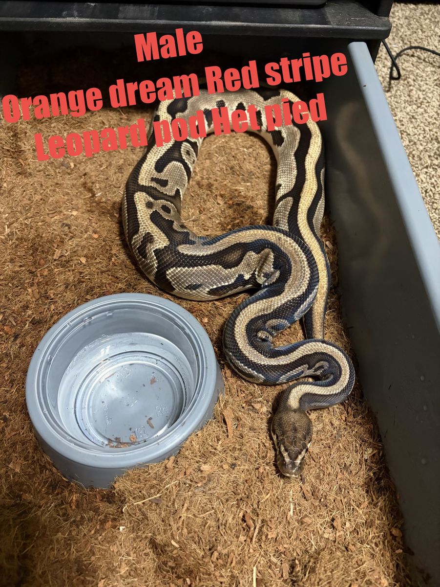 Ball python
