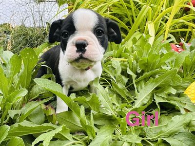 ACA Boston Terrier