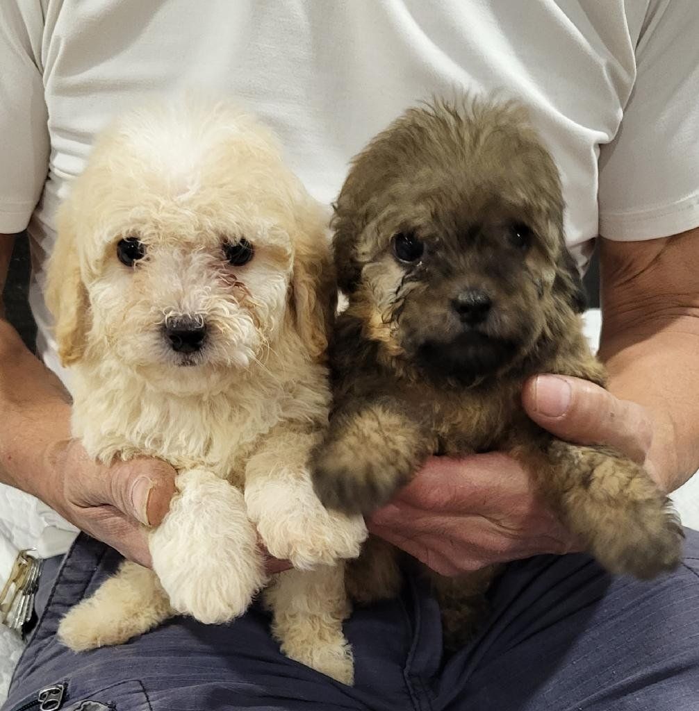 Adorable Maltipoo Puppies - Ready for Their Forever Homes! Multiple Colors Available