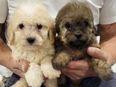 Adorable Maltipoo Puppies - Ready for Their Forever Homes! Multiple Colors Available
