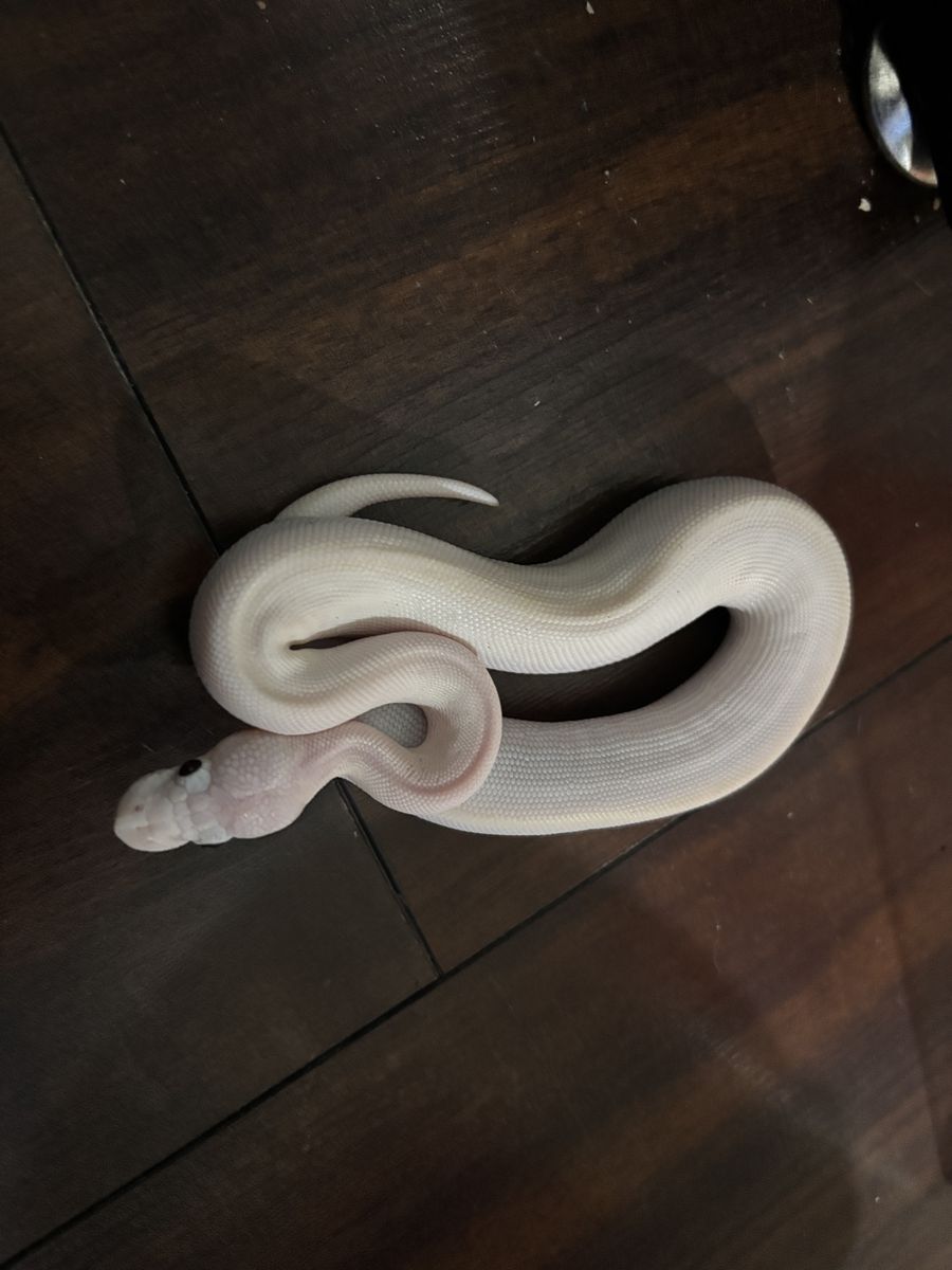 Main image 2