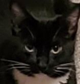 Missing black & white cat