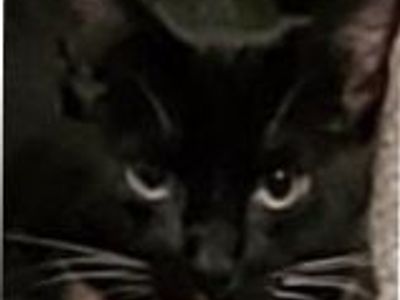 Missing black & white cat