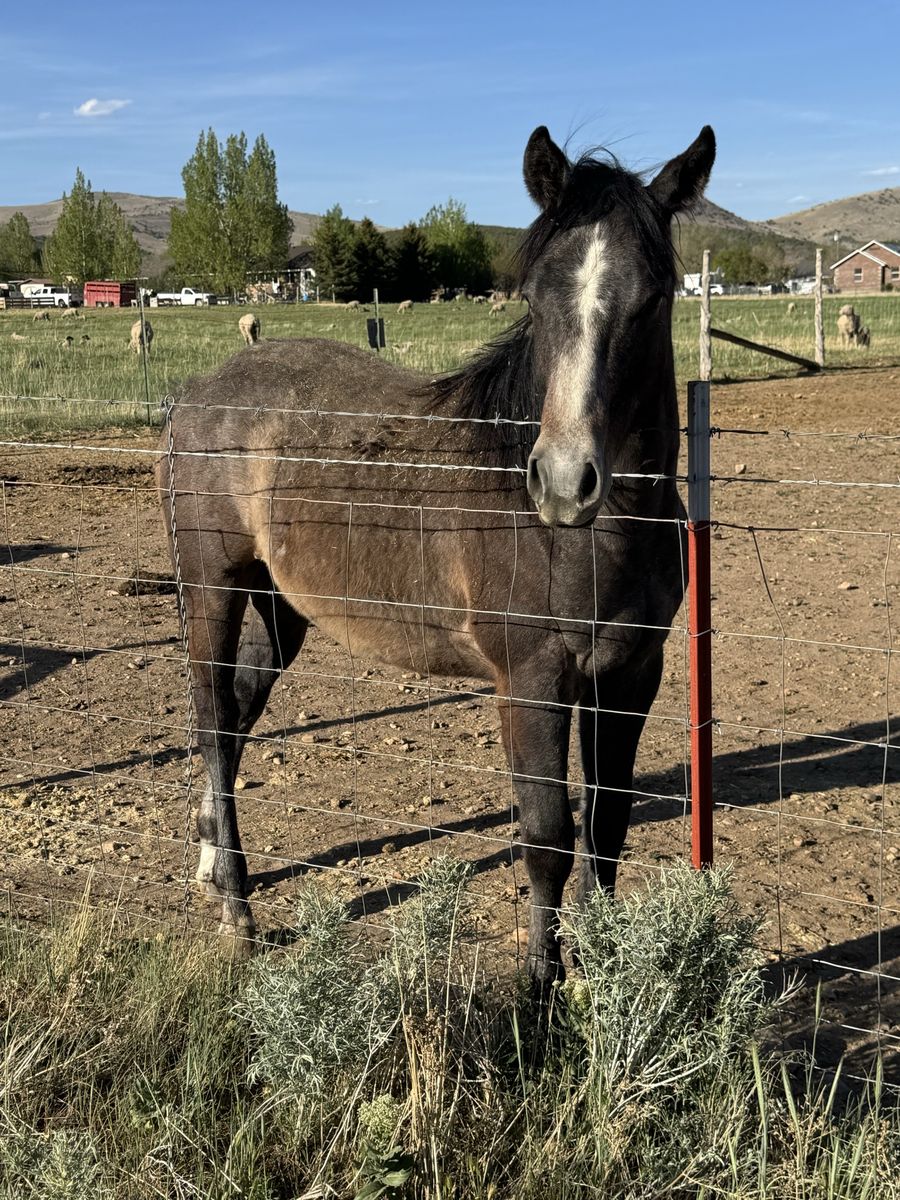 Yearling colt ( read full description)