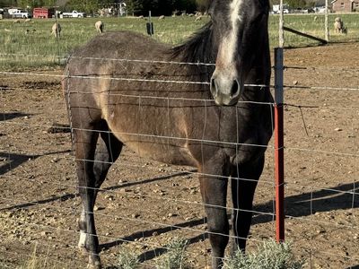 Yearling colt ( read full description)