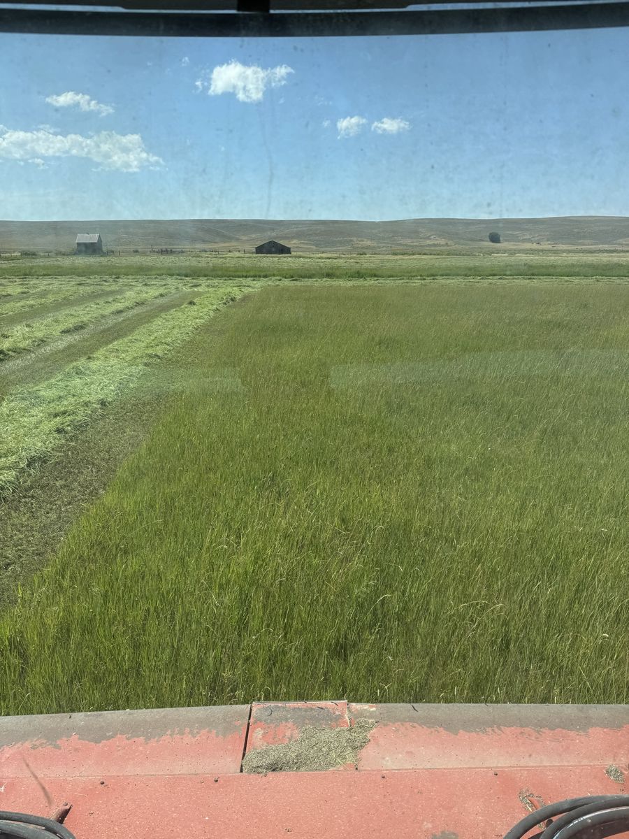 Grass Hay