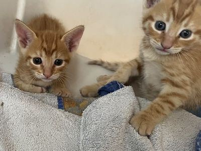 Very Friendly Orange and Calico Kittens