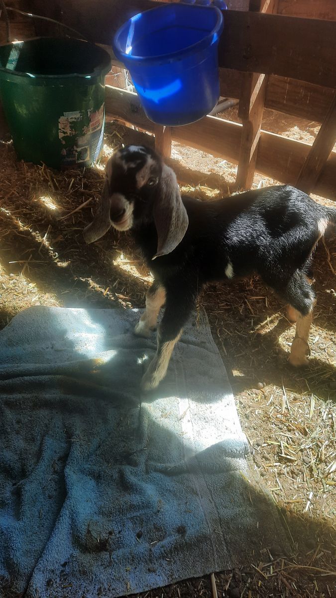Reg. Amer. Nubian Doeling