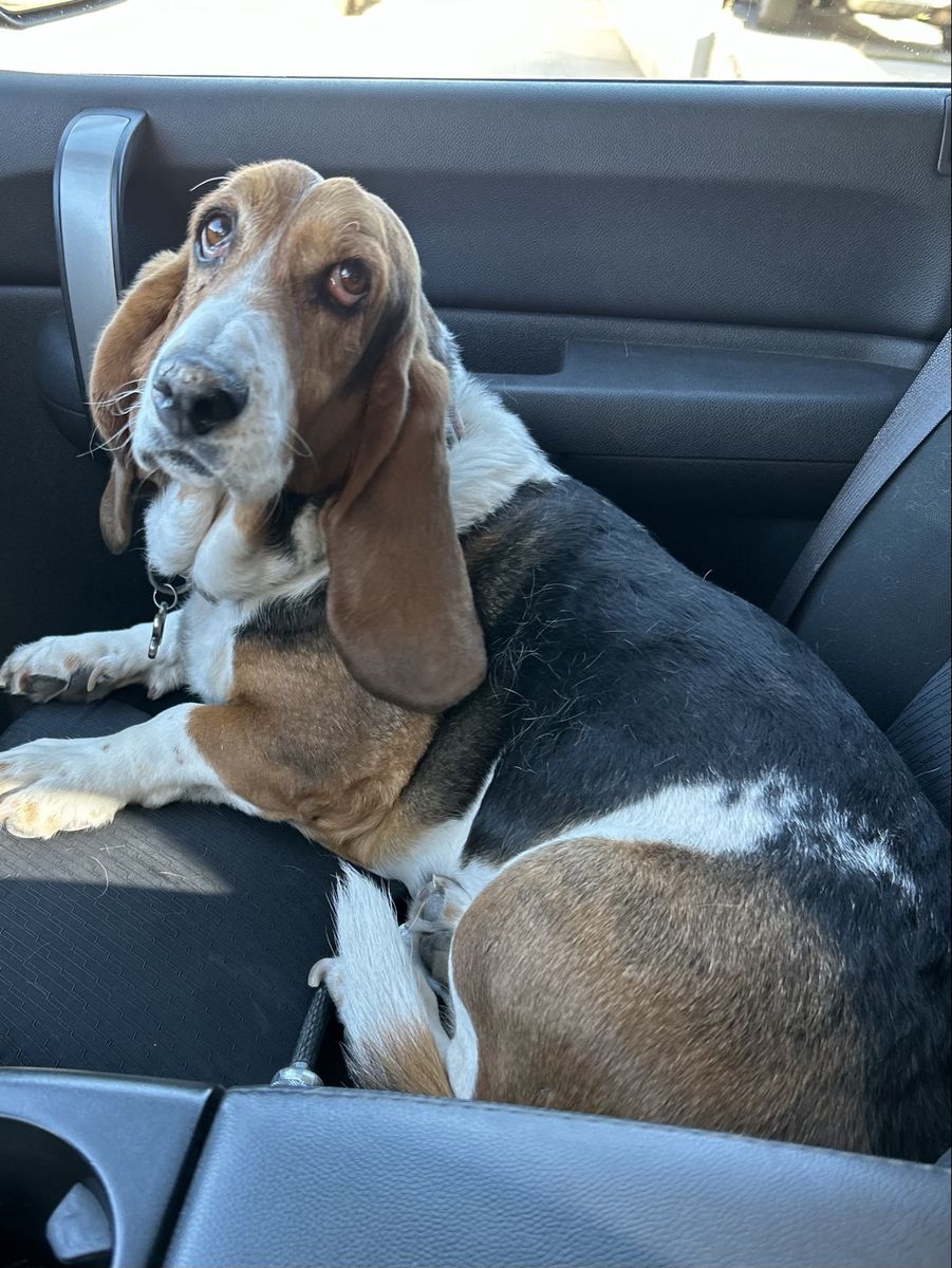 Lost Dog