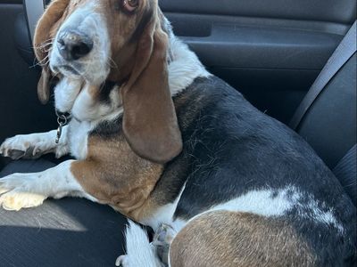 Lost Dog