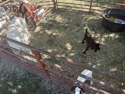 Boer goat family.