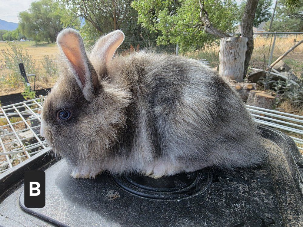 Adorable Mixed Lionhead Rabbits - Variety of Colors Available
