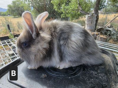 Adorable Mixed Lionhead Rabbits - Variety of Colors Available