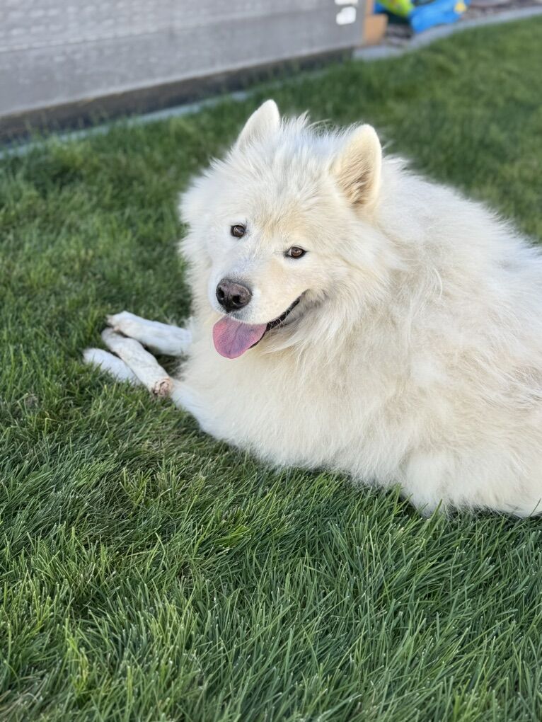 Male Samoyed