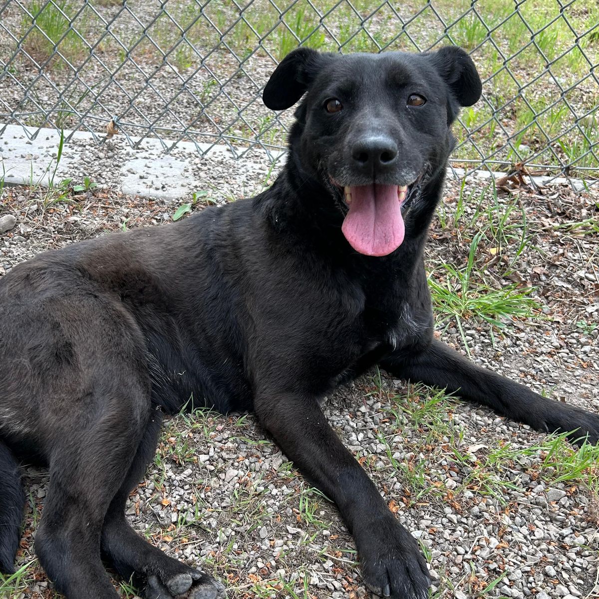 Super Sweet Black Lab Mix Looking For New Home