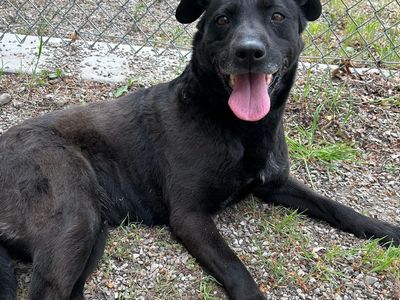 Super Sweet Black Lab Mix Looking For New Home