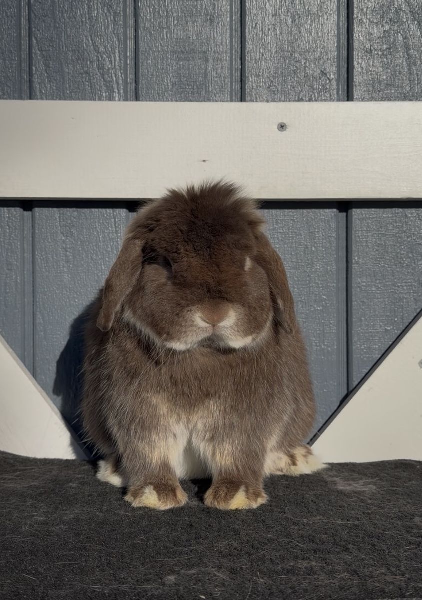 Holland Lop Buck