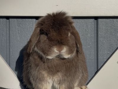 Holland Lop Buck