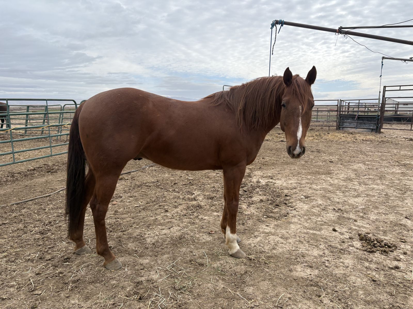 7 year old gelding