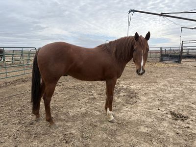 7 year old gelding