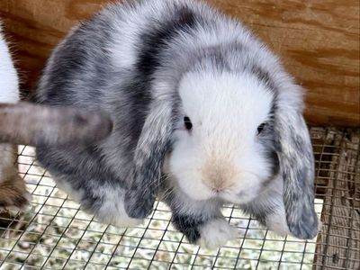 Holland Lop Doe *CAN MEET ON THE WAY TO SALT LAKE 07/17*